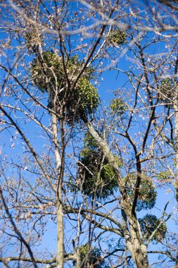 Paraziter Avrupa ökseotu veya ortak ökse otu Viscum ağaç üzerinde