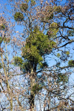 Paraziter Avrupa ökseotu veya ortak ökse otu Viscum ağaç üzerinde