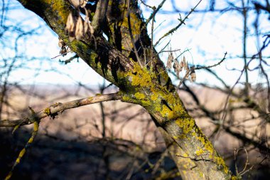 Yosun ve liken dalı ile ağacı