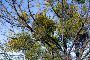 Paraziter Avrupa ökseotu veya ortak ökse otu Viscum ağaç üzerinde