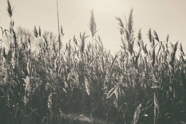 Göl ile bir sazlık ön planda. Tek renkli fotoğraf.