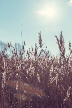 Ön planda bir sazlık ile göl.