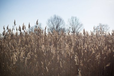 Ön planda bir sazlık ile göl.