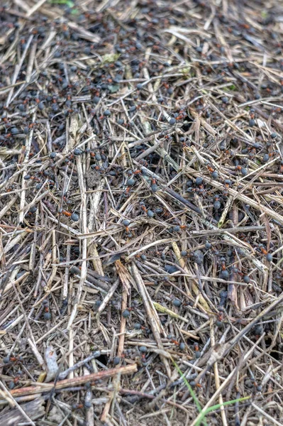 Mrówki Mrowisko Lesie Fotografia Makro — Zdjęcie stockowe