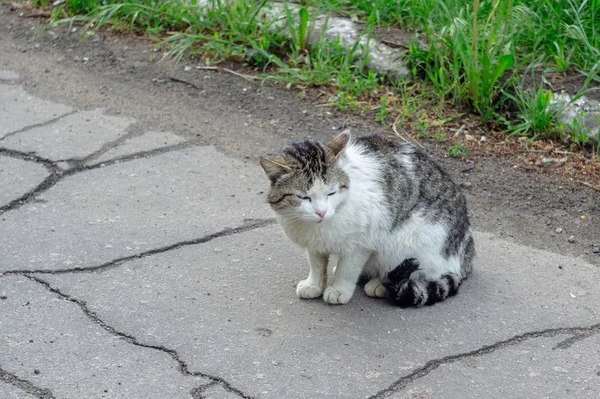 Obdachlose Katze Sitzt Auf Der Straße Risse Asphalt Und Grünes — Stockfoto