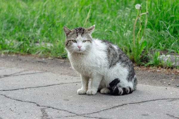 Obdachlose Katze Sitzt Auf Der Straße Risse Asphalt Und Grünes — Stockfoto