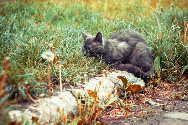 Μαύρη Γάτα Κάθεται Στο Πεζοδρόμιο Στο Καταπράσινο Γρασίδι — Φωτογραφία Αρχείου