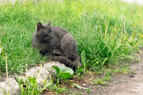 Svart Katt Sitter Trottoaren Det Gröna Gräset — Stockfoto