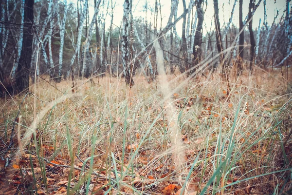 Hierba Seca Follaje Otoño Los Bosques Otoño — Foto de Stock