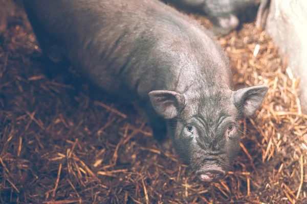 Small Vietnamese pig on the farm