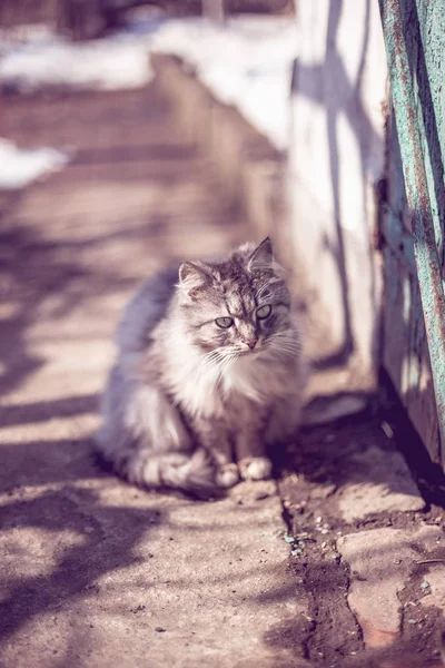 Retrato Gato Rural Gris Invierno —  Fotos de Stock