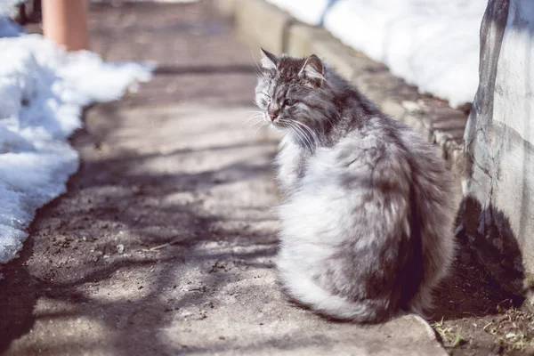 Portrait Gray Rural Cat Winter — Stock Photo, Image