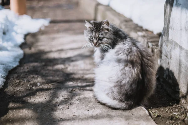 Portréja Egy Szürke Vidéki Macska Télen — Stock Fotó