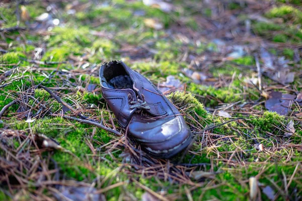Viejo Zapato Perdido Bosque Pinos — Foto de Stock
