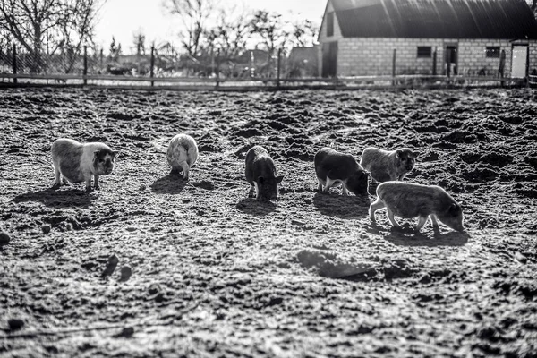 Vietnamská Prasata Mramorové Plemeno Monochromatický Staré Styl Fotografie — Stock fotografie