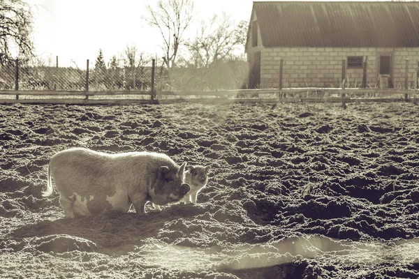 Prase Mramorové Plemene Farmě Monochromatický Staré Styl Fotografie — Stock fotografie