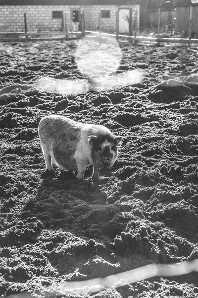 Porco Raça Mármore Fazenda Monocromático Foto Estilo Antigo — Fotografia de Stock