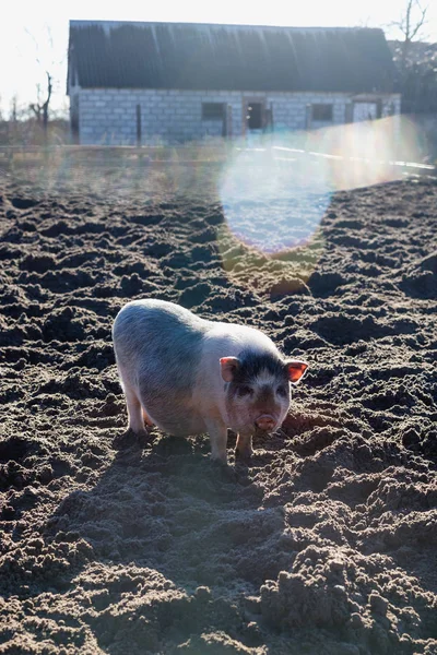 Porco Raça Mármore Fazenda — Fotografia de Stock