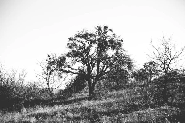 Azevinho Parasita Europeu Azevinho Comum Viscum Árvore Fotografia Monocromática — Fotografia de Stock