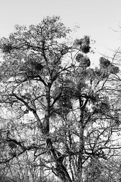 Azevinho Parasita Europeu Azevinho Comum Viscum Árvore Fotografia Monocromática — Fotografia de Stock