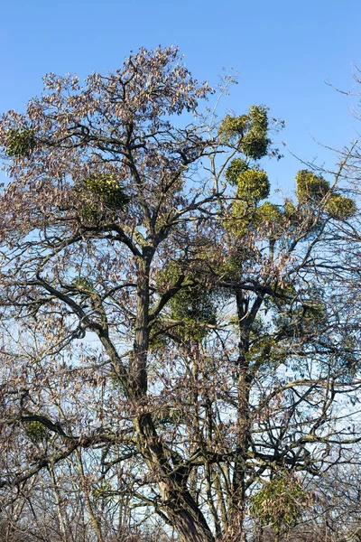 Azevinho Parasita Europeu Azevinho Comum Viscum Árvore — Fotografia de Stock