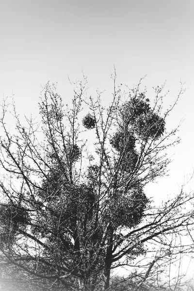 Muérdago Europeo Parasitario Muérdago Común Viscum Árbol Monocromo Foto — Foto de Stock