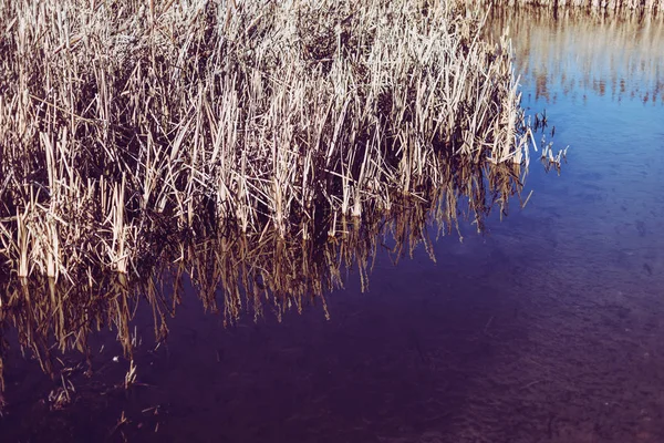 Lago Com Juncos Secos Outono — Fotografia de Stock