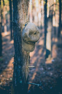 Çam ormanı dalında eski şapka.