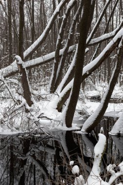 Kış zamanında güzel longozun