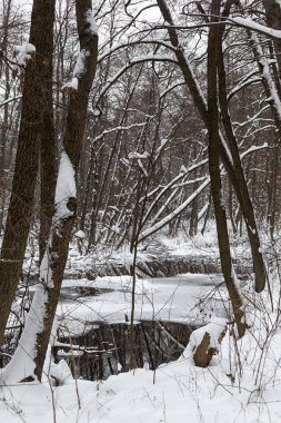 Kış zamanında güzel longozun