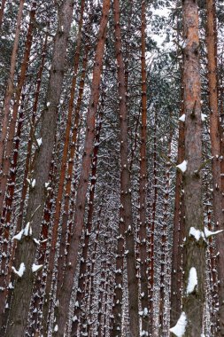 çam ağaçları kış orman.