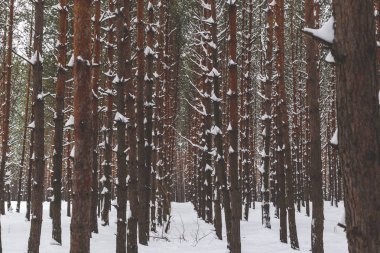 çam ağaçları kış orman.