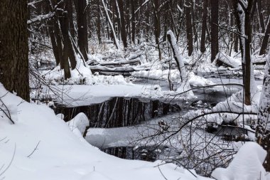 Kış zamanında güzel longozun