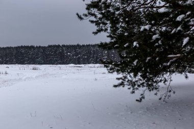 Kış çam ormanı manzarası. Ağaçlar karda