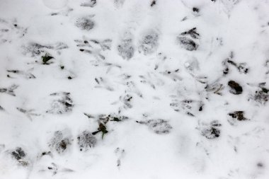 Kar üzerinde kuşların ayak izleri.