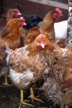 Çiftlikteki tavuklar. Tonlanmış, stil, renk fotoğrafı.