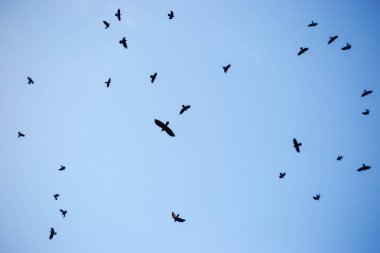 Gökyüzünde siyah kargalar.