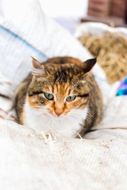 Kırmızı kırsal kedi portresi