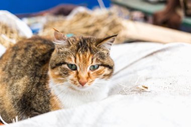 Kırmızı kırsal kedi portresi