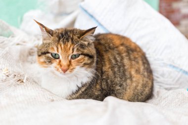 Kırmızı kırsal kedi portresi