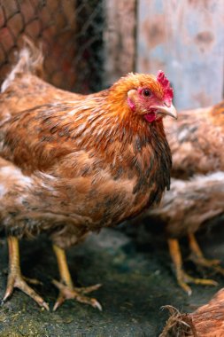 Çiftlikteki tavuklar. Tonlanmış, stil, renk fotoğrafı