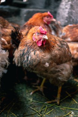Çiftlikteki tavuklar. Tonlanmış, stil, renk fotoğrafı