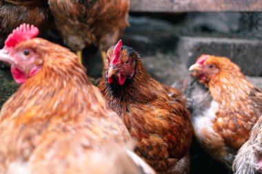 Çiftlikteki tavuklar. Tonlanmış, stil, renk fotoğrafı