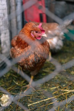 Çiftlikteki tavuklar. Tonlanmış, stil, renk fotoğrafı