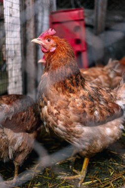 Çiftlikteki tavuklar. Tonlanmış, stil, renk fotoğrafı