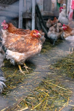Çiftlikteki tavuklar. Tonlanmış, stil, renk fotoğrafı