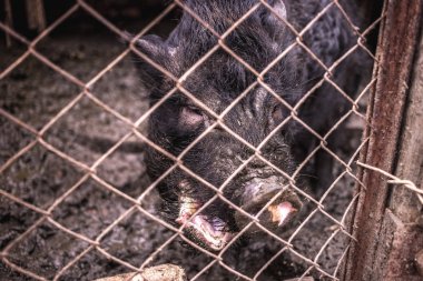 Bir çiftlikte bir mesh çit arkasında Vietnamca domuz