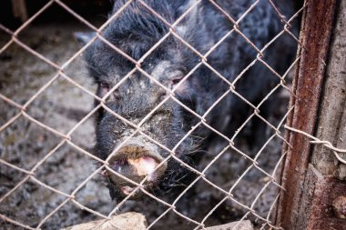 Bir çiftlikte bir mesh çit arkasında Vietnamca domuz