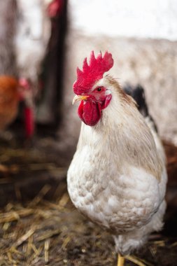 Çiftlikteki tavuklar. Tonlanmış, stil, renk fotoğrafı