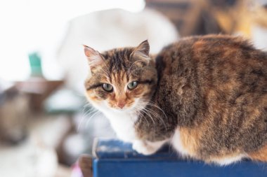 Kırsal kesimde kırmızı kedi portresi